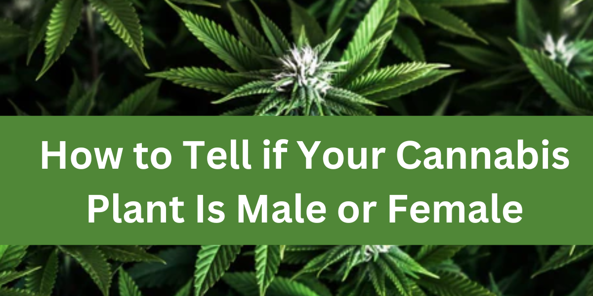 How to know if Cannabis Plant Is Male or Female